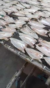 Khô Cá Mối Thịt Trắng  Con To Làm Cơm Chiên Cá Rim Siêu Ngon- VỰA KHÔ NÀNG TIÊN