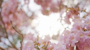 KH. Muhammad Sholeh Darat al-Samarani : Maha Guru Ulama Nusantara