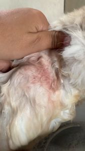 RIICH SHAMPOO UNTUK KUCING ANTI KUTU DAN EFEKTIF MEMBASMI KUTU KUCING