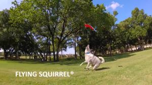 Chuckit! RUGGED FLYER ชัคอิท จานร่อน รุ่นทนทานพิเศษ ลอยน้ำได้ ของเล่นสุนัข Fetch Toy Dog Toy