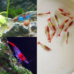 paket rilli 30 udang hias aquascape