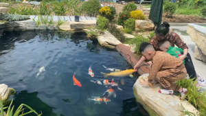 Thức ăn cá KOI 42% đạm Cám cá koi king feed GROW 5KG size hạt 5mm/7mm -  CÁM NUTRECO