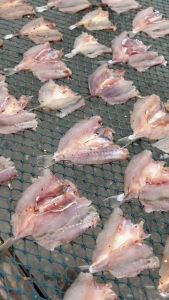 1kg Khô Cá Đù Chàm Xẻ Tẩm Vị Thịt Nhiều Bỏ Đầu Thơm Mới - VỰA KHÔ MINH TRIẾT