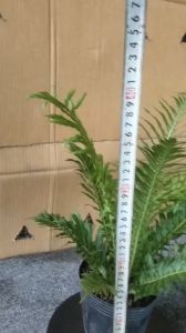 Cây Dương Xỉ Nhật size từ 35 đến 45cm Trang trí nhà cửa  sân vườn