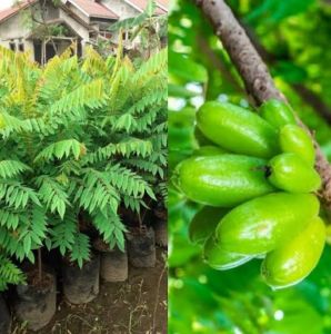 Bibit Tanaman Belimbing wuluh (beli 5 gratis 1)