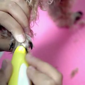 ปัตตาเลี่ยนสุนัข ตัดขนอุ้งเท้าแมว ปัตตาเลี่ยนตัดขนเท้า ตัดขนสุนัข ตัดขนอุ้งเท้า ปัตตาเลี่ยนตัดขน ตัดขนอุ้งเท้า ตัดขนซอกเท้า ขนรอบตา ขนหาง