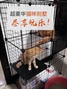 Cat Cage Home Villa Super Large Free Space Indoor with Toilet Small Cattery Double Layer Cat House Cat Nest