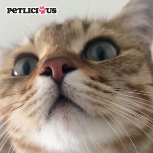 Petlicious Cat Dry Food Salmon and Tuna Flavor 1kg Collection - PetMate cats kitten healthiest kibble kibble pets