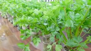 (260 SEEDS) CELERY SEEDS/VENTURA VARIETY/FOR PLANTING/HIGH YIELDING