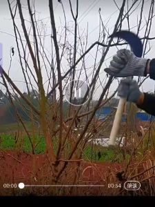 Grass Sickle / Sabit Rumput ( NO HANDLE )草镰刀头（尖咀)