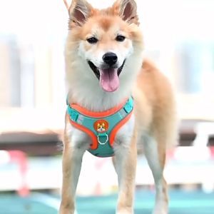 Dog Leash Pet Dog Harness Leash Set Reflective&Breathable Dog Leash Adjustable Leash Belt Traction Vest Puppy Harness Vest for Cat