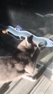 Wave Orbital Ball/Window Track Bell Ball Circuit Cat Toy Mainan Kucing