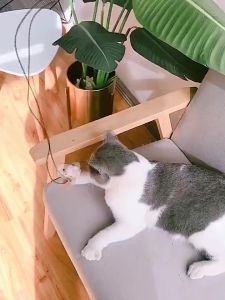 Cat Toy Pet Teaser Play Bell Feather Stick Mouse Interactive Funny Cat Stick