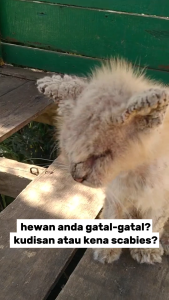 SALEP JAMUR BOROK SANGAT COCOK MENGOBATI PENYAKIT KULIT PADA HEWAN KUCING ANJING KAMBING SAPI