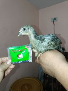 VITA CHICKS VITAMINS FOR CHICKS GROWER ENHANCER FOR ANIMALS