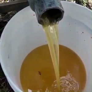 Madu Mentah Randu Kualitas Super 1 Kg dan 500 Gr