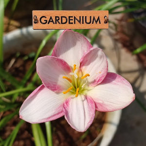 Umbi Bunga Rain Lily F1 - Rainlily Zephyranthes Hybrid