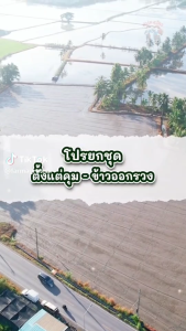 โปรยกชุด ชุดรวมยาตั้งแต่คุมวัชพืชจนถึงข้าวออกรวง 10 ไร่ ชุดเดียวจบ! ครบทุกระยะ!