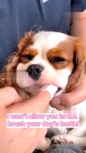 Pet Dental Wipes Tooth Wet Wipes Cleaning Teeth Pet Oral Care Pet Dental Tooth Finger Wipes Pet Supplies