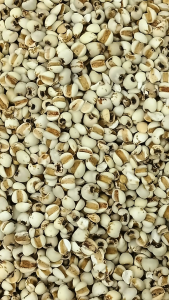 生薏米 熟薏米 Thailand raw Barley Cooked Barley  泰国生薏仁 熟薏仁 草薏米 炒薏仁