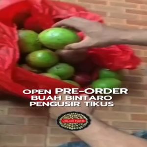 (PAKET 1 KG) BUAH BINTARO/BUAH PENGUSIR TIKUS/SIMPALAK/CERBERA MANGHAS INSEKTISIDA ALAMI PENGUSIR HAMA  DLL