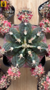 Gymnocalycium Mihanovichii. ID: Bubble Gum / Gymnocalycium Variegated / Cactus Succulents