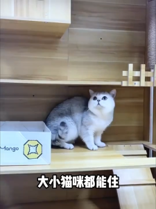 Elite Feline Cat Villa Mansion 5 Tier Modular System Anti Mold Teak Wood Scratch Proof Large Palace Multi Cat Design