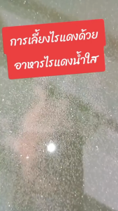 เทพไรแดง168 อาหารไรแดงน้ำใส BooM Fast (แถมไรแดง 2 ถุง) 50 กร้ม ทำง่ายๆๆเพียงวันละ1 ช้อน ไม่ต้องทำน้ำเขียว!!