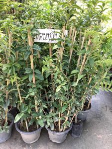 ต้นหอมหมื่นลี้ หอมหมื่นลี้ ดอกหอมหมื่นลี้ สารภีอ่างกา Fragrant Olive Sweet OliveTea Olive สารภีฝรั่ง กลิ่นหอมมาก หอมหมื่นลี้ดอกขาว