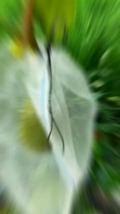 Túi cước  Thái bọc  mít Thái siêu bền 50x70cm