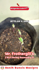 40 Benih Buncis Maxipro F1 bibit tanaman sayur Sayuran