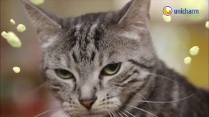 ก้อนหอม เม็ดบีด เล็กๆ ระงับกลิ่น Unicharm Pet ดับกลิ่น กลิ่นอึของแมว ห้องน้ำแมว กระบะทรายแมว 450ml