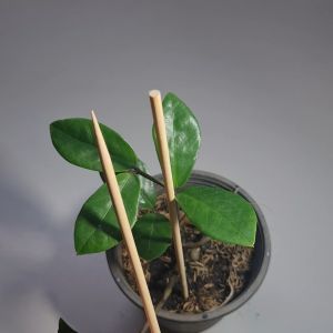 ไม้ค้ำต้นหนา 0.5 ซม. ยาว 30 ซม. ราคาต่อ 10ชิ้น เกรดอาหาร ไม่มีมอดแมลง ไม้ไผ้ ไม้แหลม ไม้หลัก ไม้แหลม ใช้ค้ำต้นไม้เล็ก