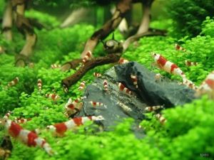 Paket udang hias red bee - udang hias aquarium - udang hias aquascape - hiasan aquarium