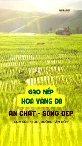 Gạo nếp Hoa Vàng loại đặc biệt hạt mềm dẻo dai hàng chính hãng VinaSeed - 2kg (mới)