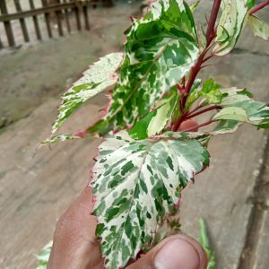 Tanaman Langka CORNUS ALBA  kemasan Spesial ( 10 stek Batang / )