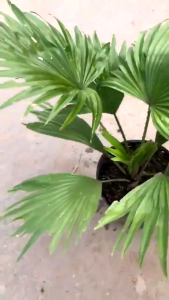 Cây Kiểng Lá Cọ Pháp(Kè Pháp) - Cây Cảnh Đẹp Sang Trọng Dễ Trồng Trang Trí Nhà Cửa Ban Công Sân Vườn Văn Phòng