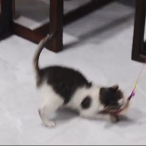 ไม้ล่อแมว ไม้ตกแมว ของเล่นแมว ไม้ตบแมว มีกระดิ่ง/ ไม้แมว ขอเล่นแมว ไม้แมว ยาวสุด ไม้ตกแมวขนนก