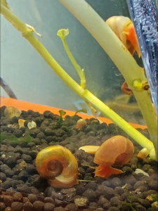 Apple Snail Algae Eater Cleaner Home Grown Pesticide Free Shrimp Safe