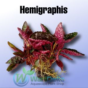 Hemigraphis Alternata Exotica Tanaman Aquascape media Wabikusa