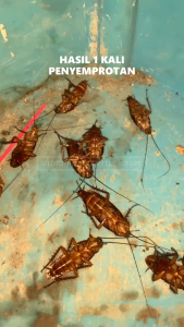 BASMI KECOA Pembasmi Kecoa Bakteri dan Virus Premium Original by VERTILE STORE