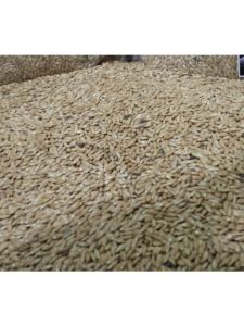 Biji kenari  Kenari Seed  Polos Pakan  Burung Kenari Branjangan Blacktrout dan Campuran pakan burung lainnya  Kemasan 0.25 kg0.5 Kg dan 1 kg