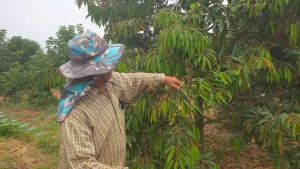 ปุ๋ยลาวา&แมกม่า(ชุดบำรุง 2 ขวด) ปุ๋ยลาวา บรรจุขวดละ 1 ลิตร และ สารจับใบแมกม่า บรรจุขวด ละ 250 ซีซี. เป็นชุดพิเศษสุดคุ้มประหยัดมากใช้ได้กับพืชทุกชนิดบำรุงดอก