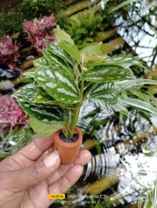 tanaman air aquascape mutiara media pot promo