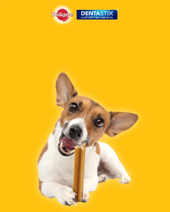 Bánh Xương Pedigree DentaStix Chó Trưởng Thành