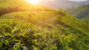 Pickwick TMS - Ginger (25Sachet/Box)