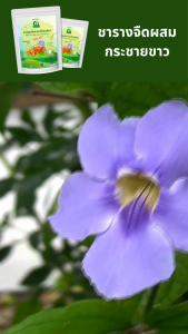 ชารางจืดผสมกระชายขาว ชาสมุนไพร ตราไร่กฤติยา สูตร 16