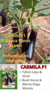 Benih Bibit Terong Ungu Panjang CARMILA F1 Tahan Virus dan Layu 500s