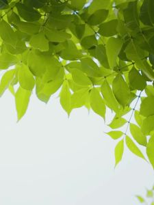 Bread Maker Toaster Sandwich Toaster Maker Bread Maker Breakfast Multifunctional Toast Roaster Compact