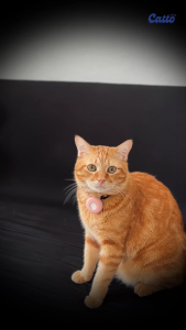 Catto Makanan Kucing Jelly Basah Dewasa Plus Jelly - Box Indoor+ 70gr x 20pcs |  Jelly Wet Cat Food